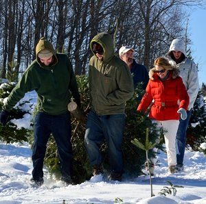 Adults-bringing-in-a-tree