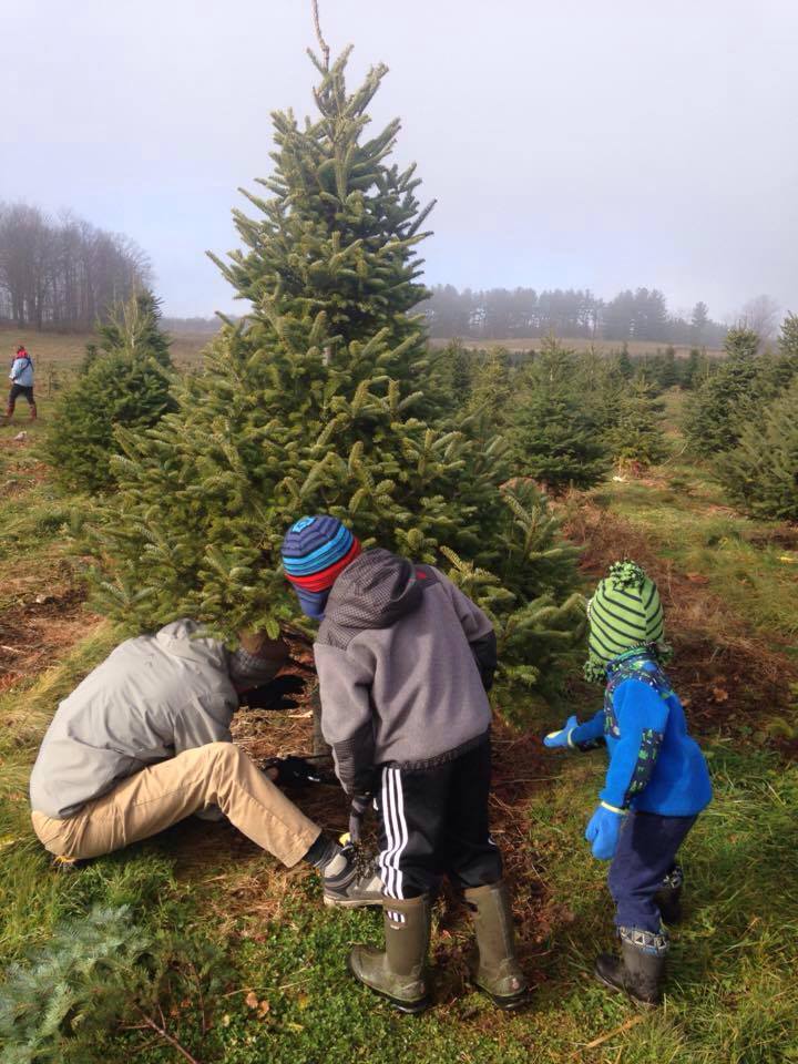 Places to purchase a Christmas tree