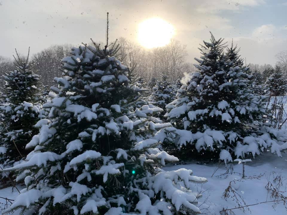 snow frosted evergreen trees in the isham family farm christmas tree farm