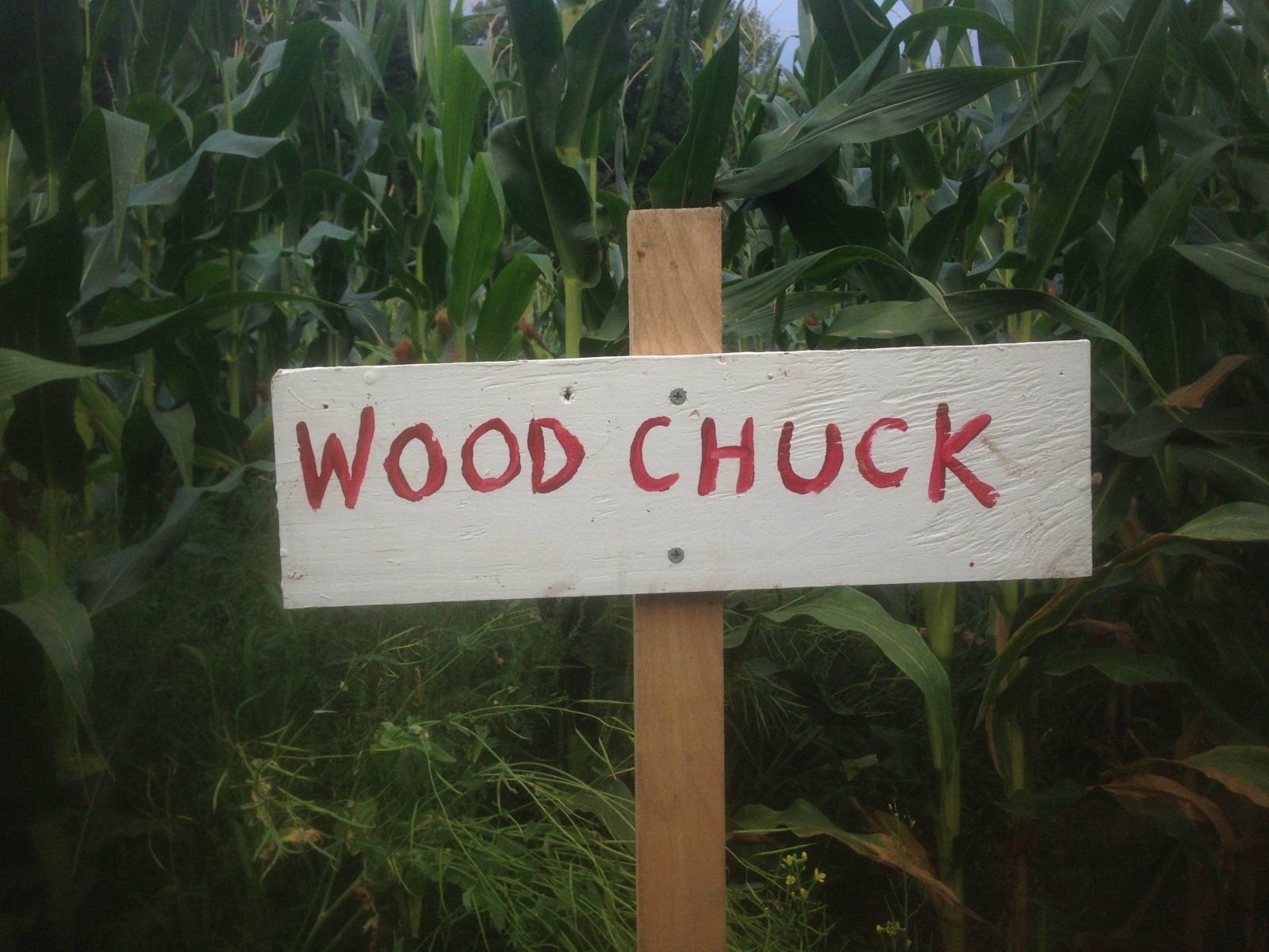 Isham Family Farm Fall festival