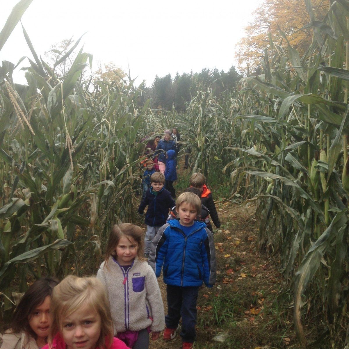 group of young children finding their way through the isham family farm corn maze