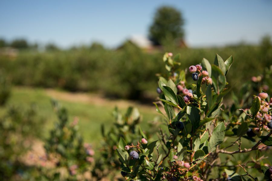 regenerative farming at Isham Family farm