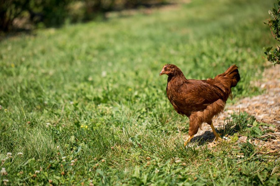 A brown chicken walking around isham family farms