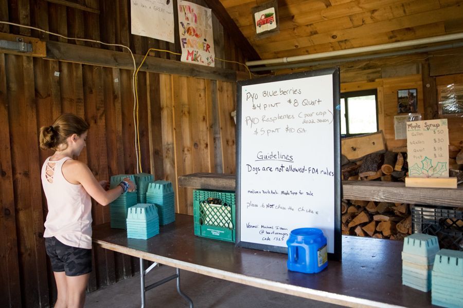 Young girl at Isham Family Farm preparing pint containers at the pick-your-own berry station for blueberries and raspberries.