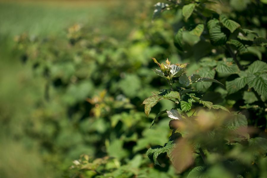 regenerative farming at Isham Family farm