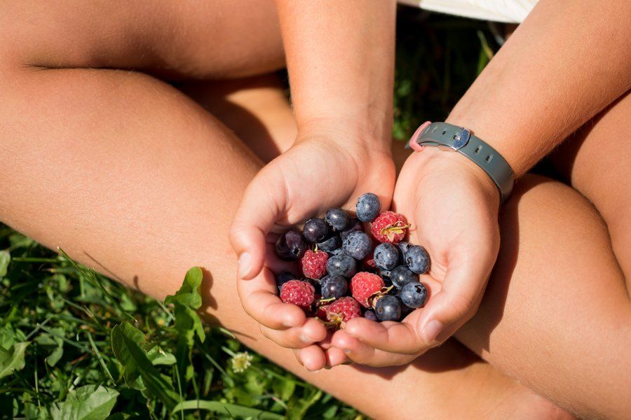 Blueberry pick up Williston VT