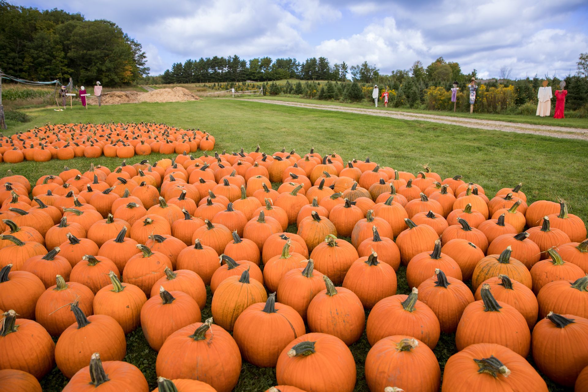 rows of bright orange pumpkins ready for picking at isham family farm