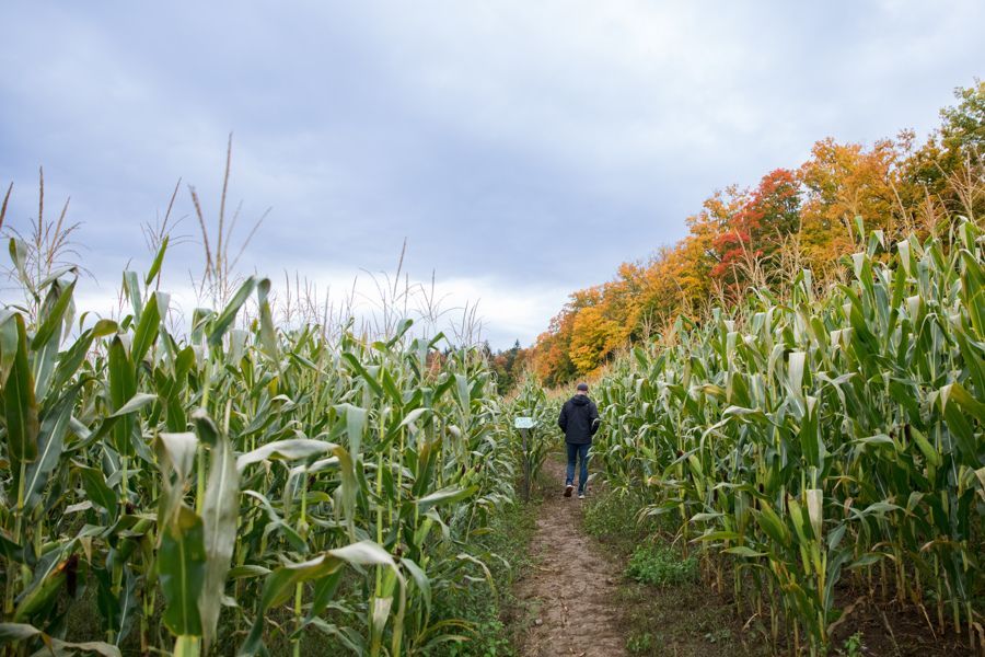 Isham Family Farm Fall festival