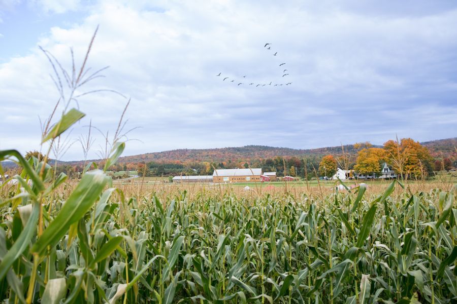 Isham Family Farm Fall festival