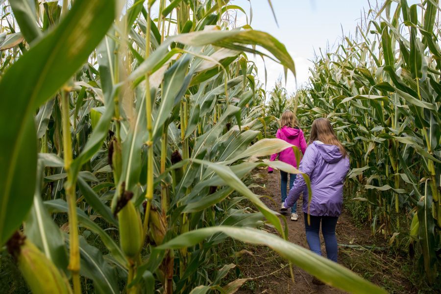 Isham Family Farm Fall festival