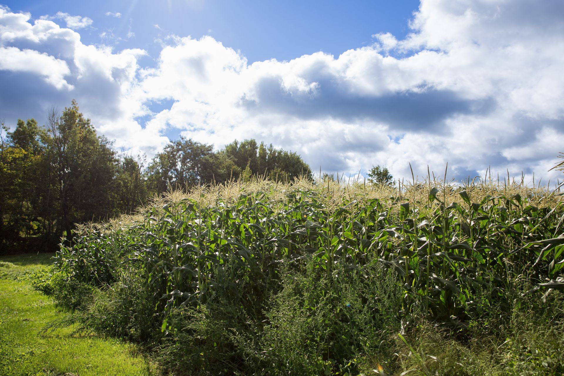 regenerative farming at Isham Family farm