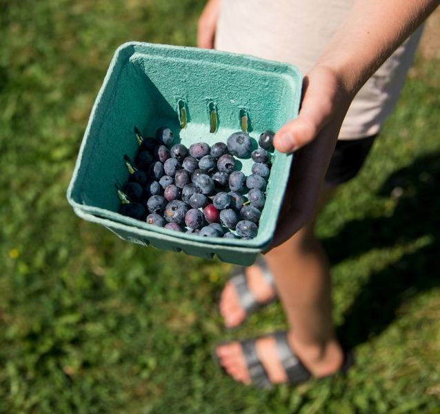 regenerative farming at Isham Family farm