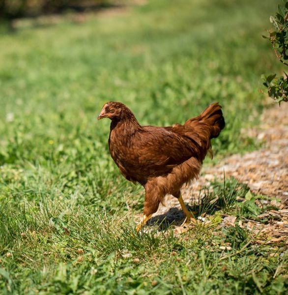Brown chicken roaming freely at Isham Family Farm.