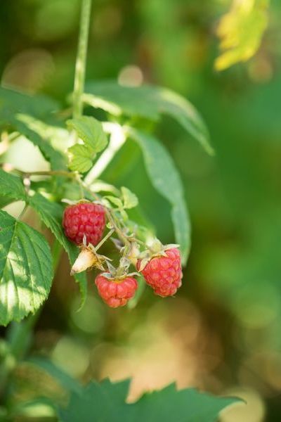 regenerative farming at Isham Family farm
