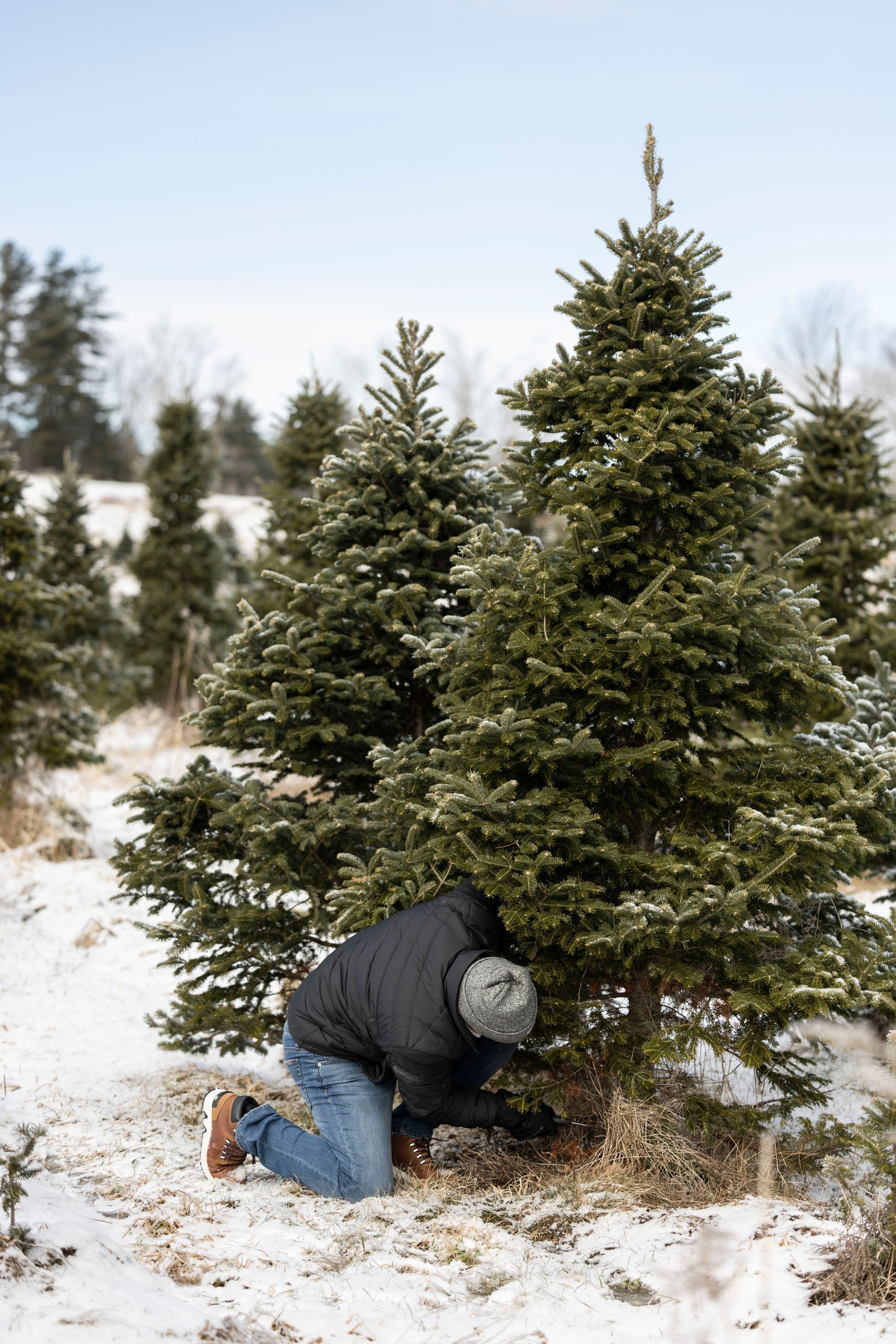 Cutting Your Own Christmas Tree