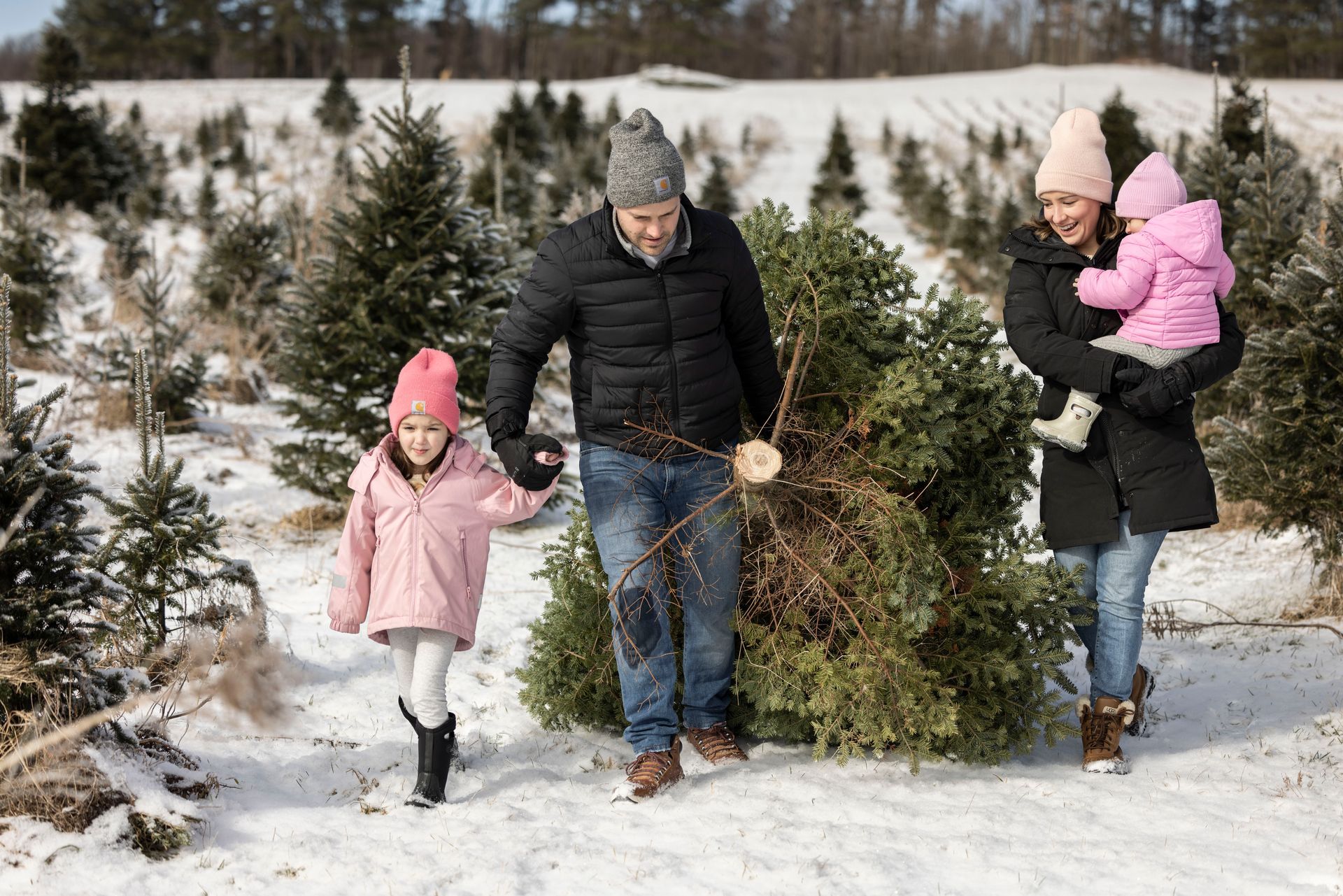 Adults-bringing-in-a-tree