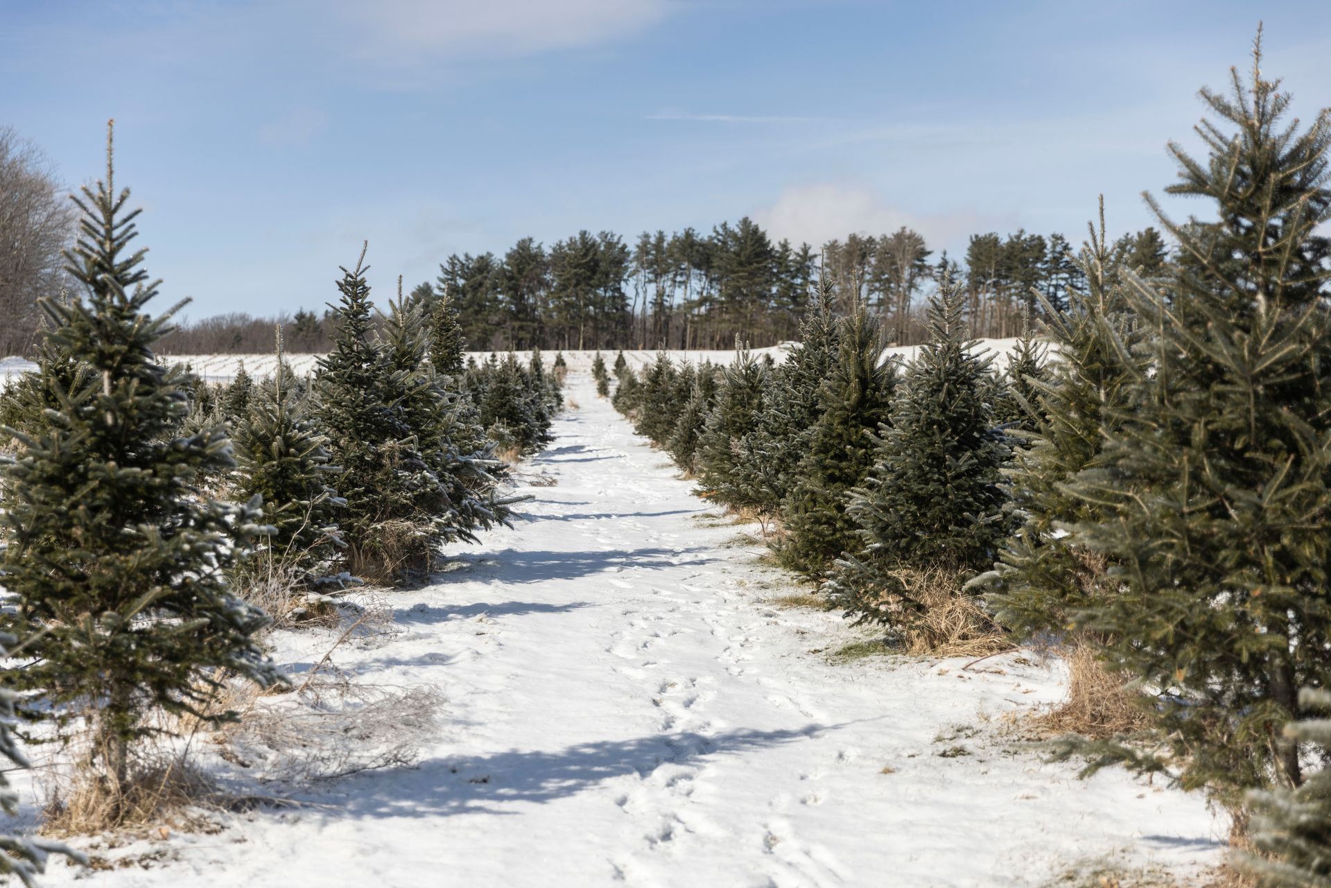 regenerative farming at Isham Family farm