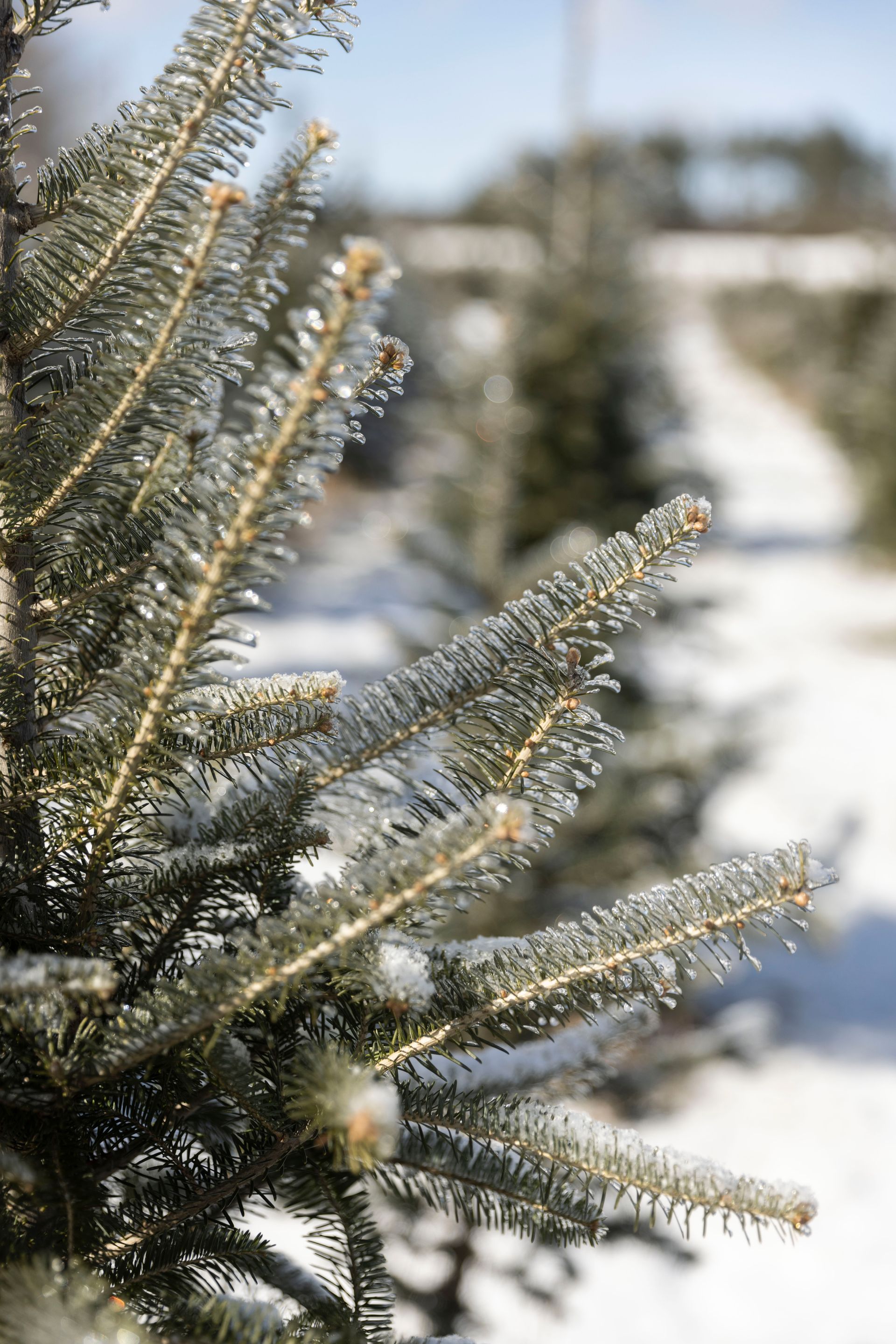 No Christmas Trees for 2021