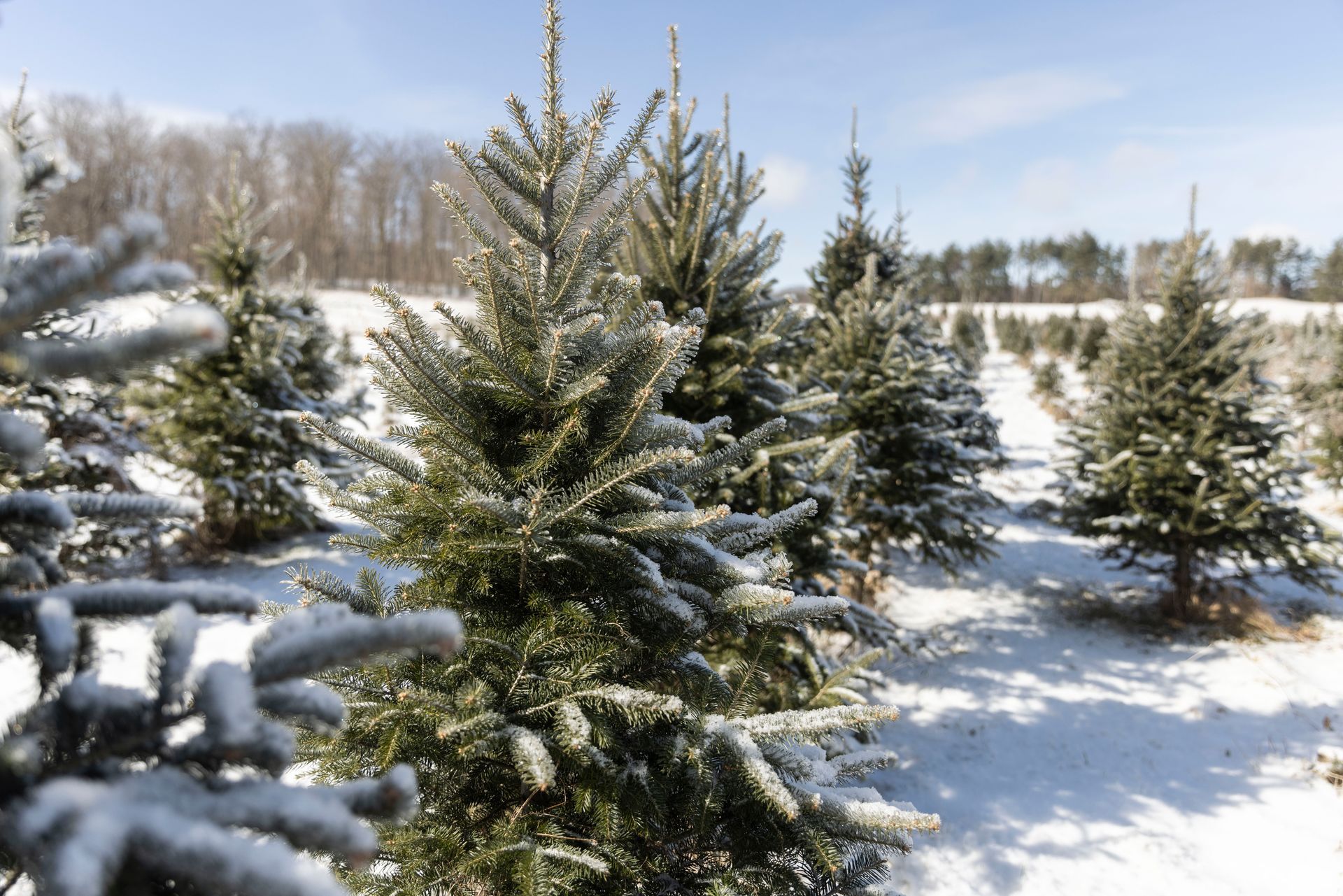 christmas tree farm vermont