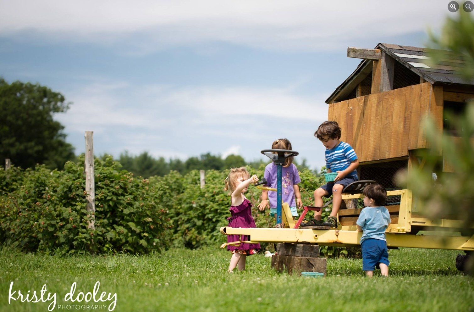 Isham family blueberry pick up