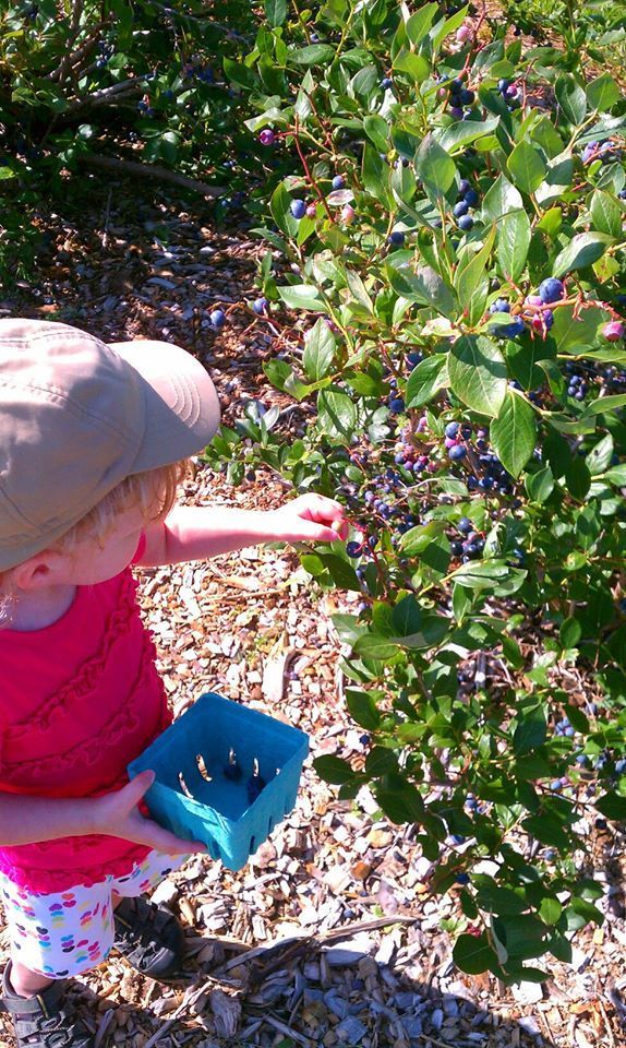 Blonde child in a hat picking blueberries in the springtime at isham family farm