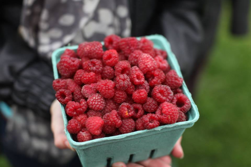 blue container filled to the brim with freshly picked raspberries on isham family farm