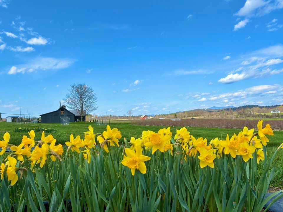 Spring on the Farm. In our very own PYO patch.