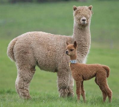 Alpaca with baby