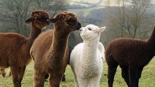 Brown and white Alpacas