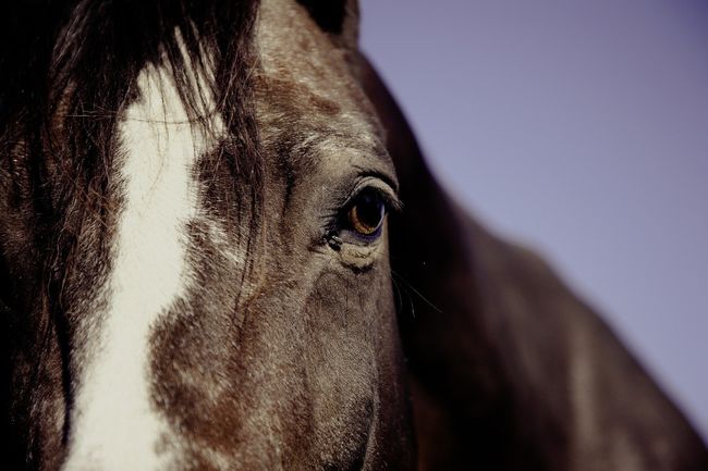 brown horse with white stripe on face