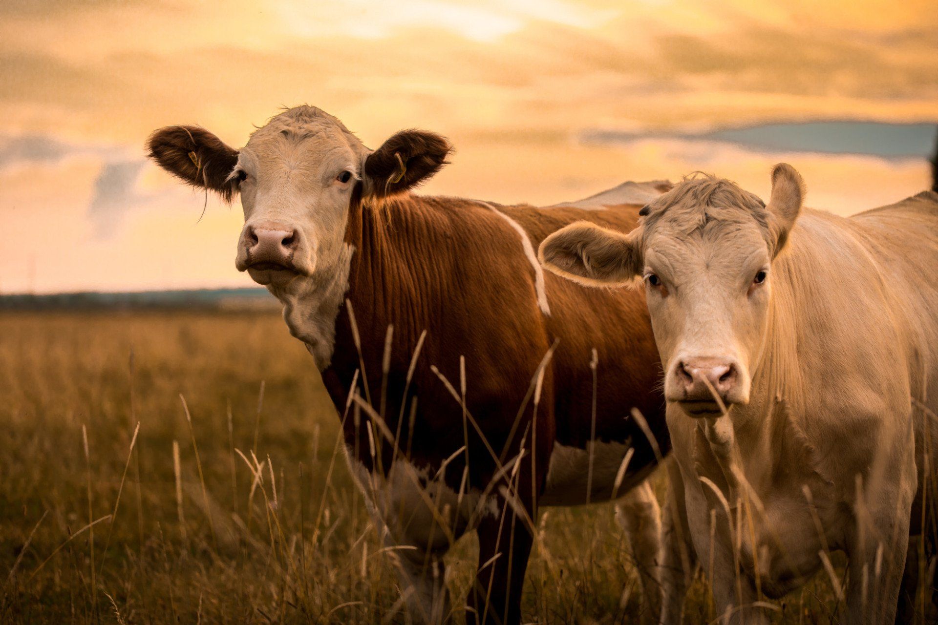 2 cows standing in a field