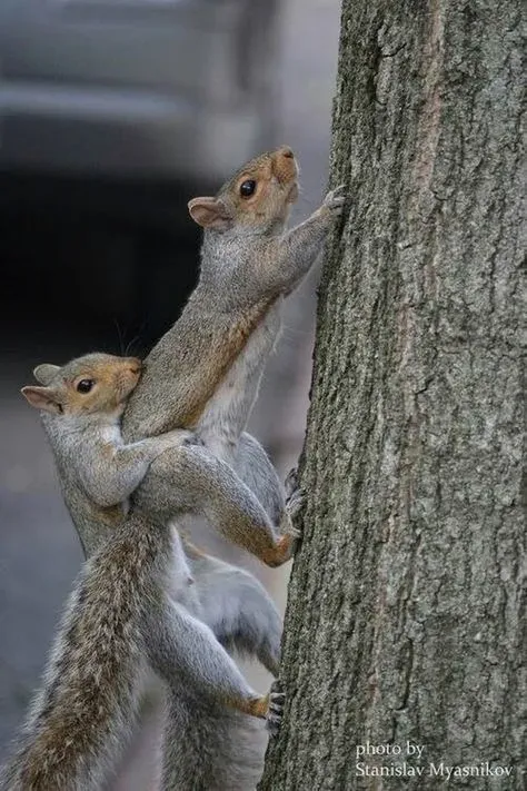 Climbing Squirrels — Vestavia, AL — The Squirrel Guys