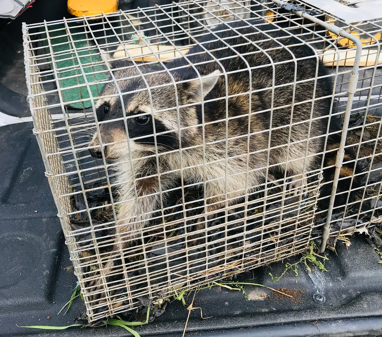 Racoon in Cage — Vestavia, AL — The Squirrel Guys