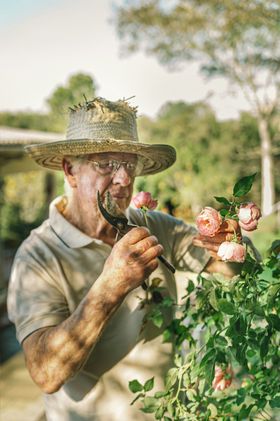 An elderly man in a straw hat is picking flowers from a bush.