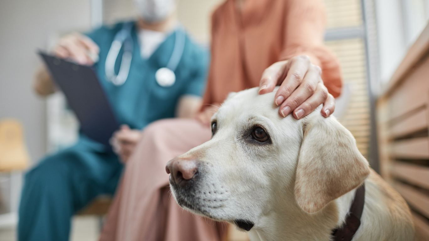 A yellow Labrador at a vet's office gets petted by its owner. A vet in scrubs examines paperwork in the background.