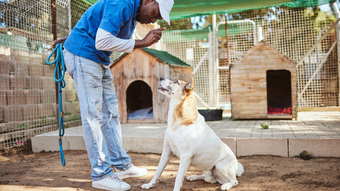 Man training a white dog outdoors near dog houses, holding a treat.