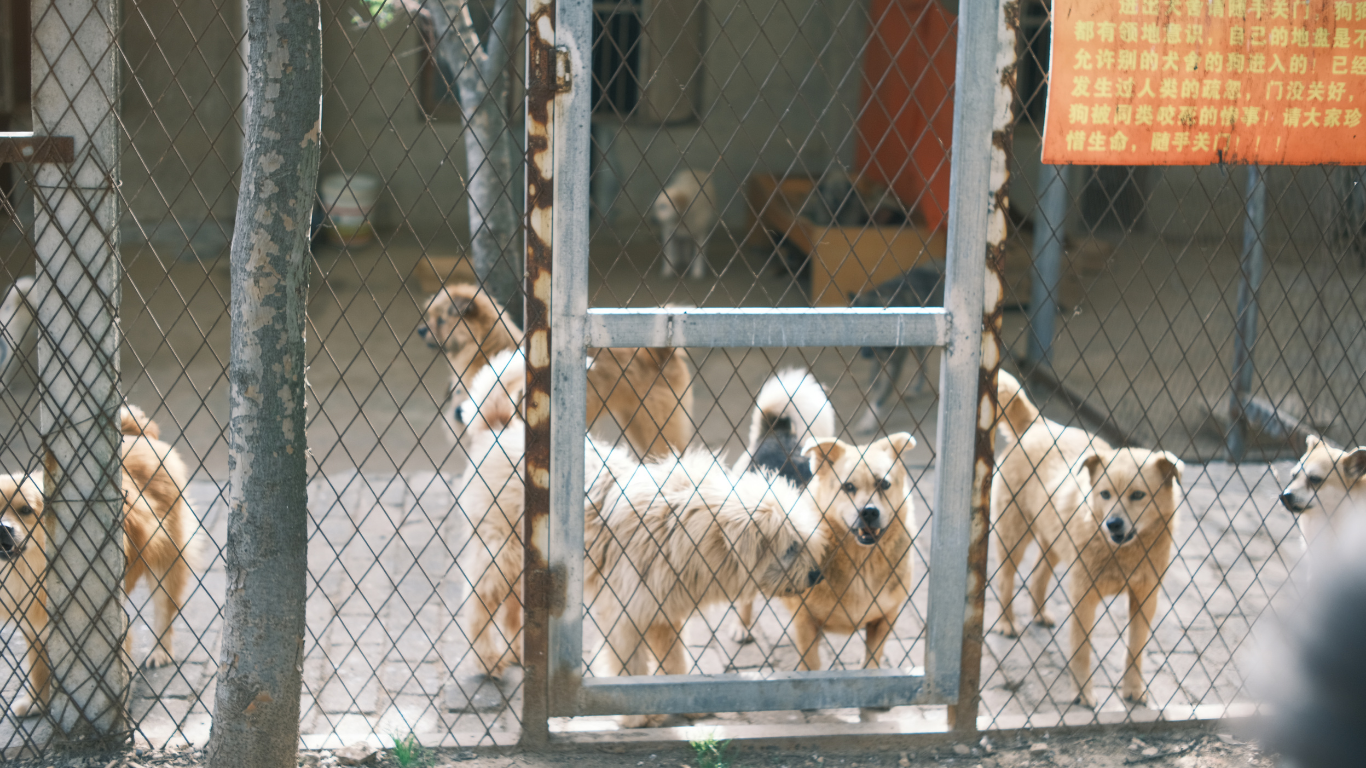 Man in blue shirt trains white dog in a dog shelter yard with dog houses.