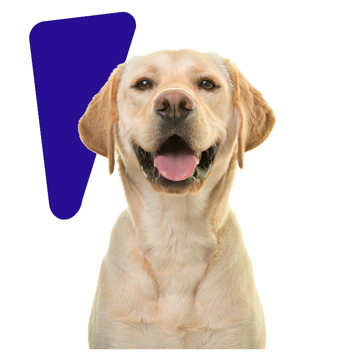 Happy yellow Labrador Retriever, smiling with mouth open, a dark blue shape behind the dog.