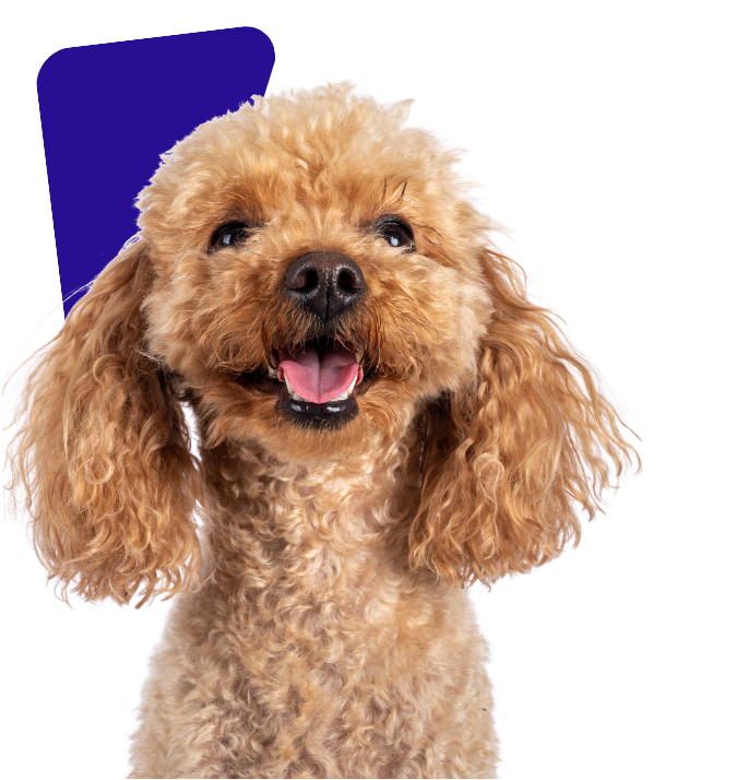 Happy, brown poodle with its tongue out and a blue shape in the background.