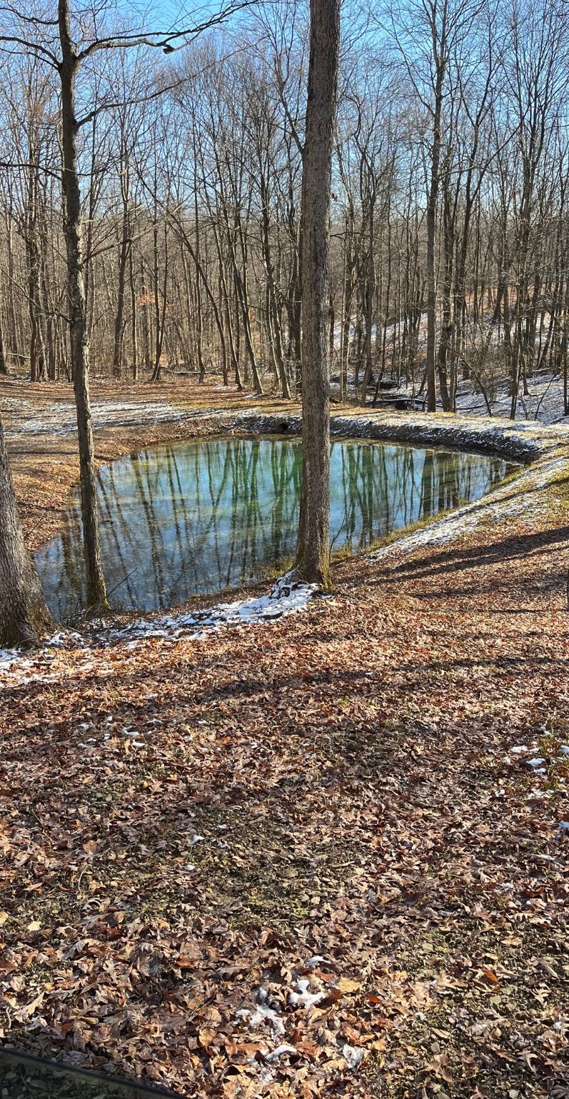 A small pond in the middle of a forest surrounded by trees and leaves.