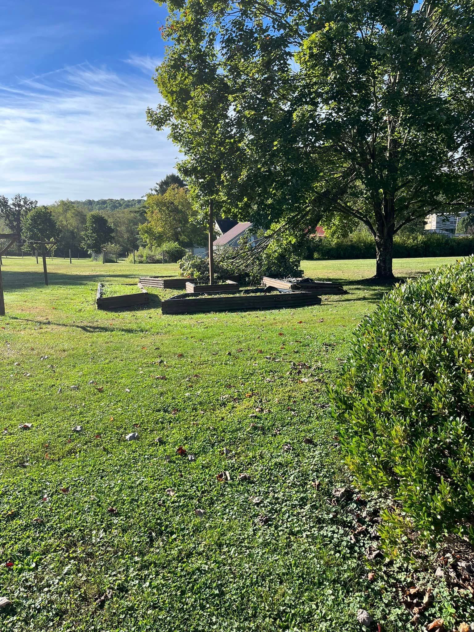 A lush green field with trees and bushes on a sunny day.