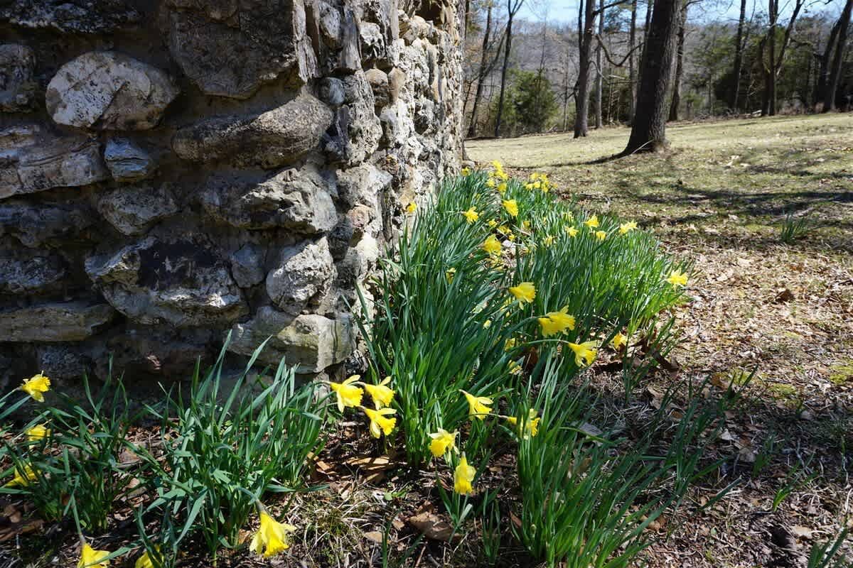 A bunch of yellow flowers are growing next to a stone wall.