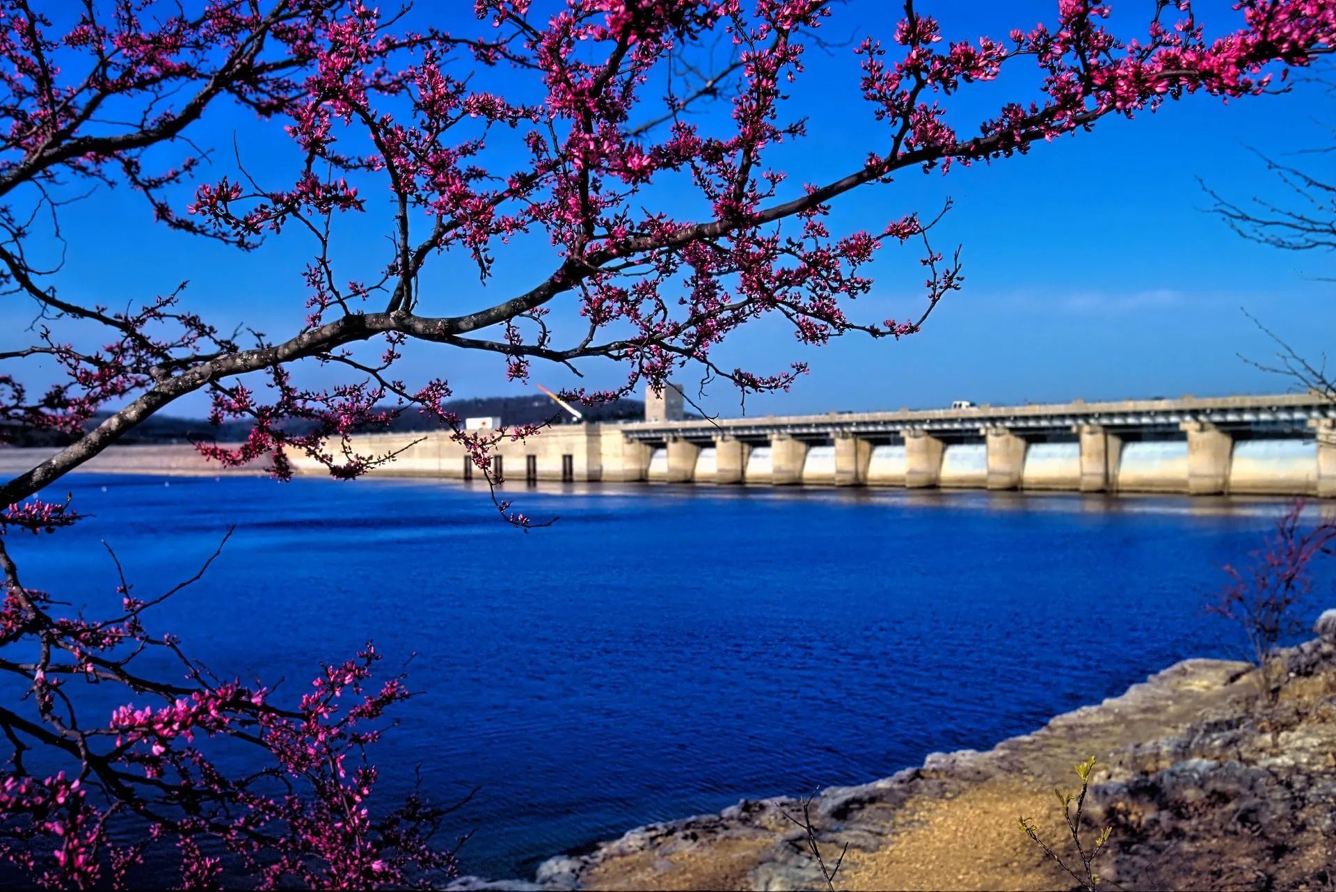 A bridge over a body of water with pink flowers in the foreground