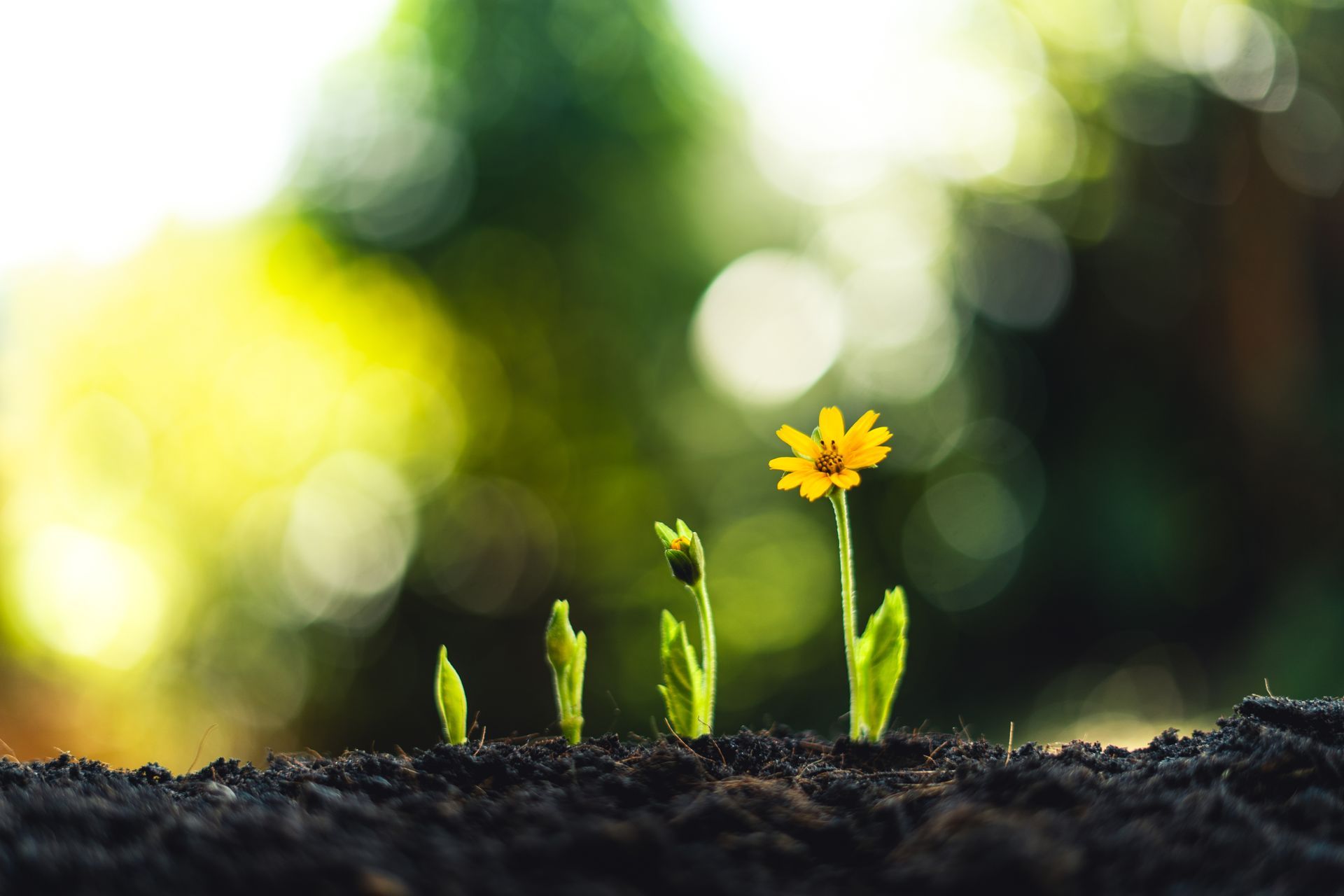 A small yellow flower is growing out of the ground.