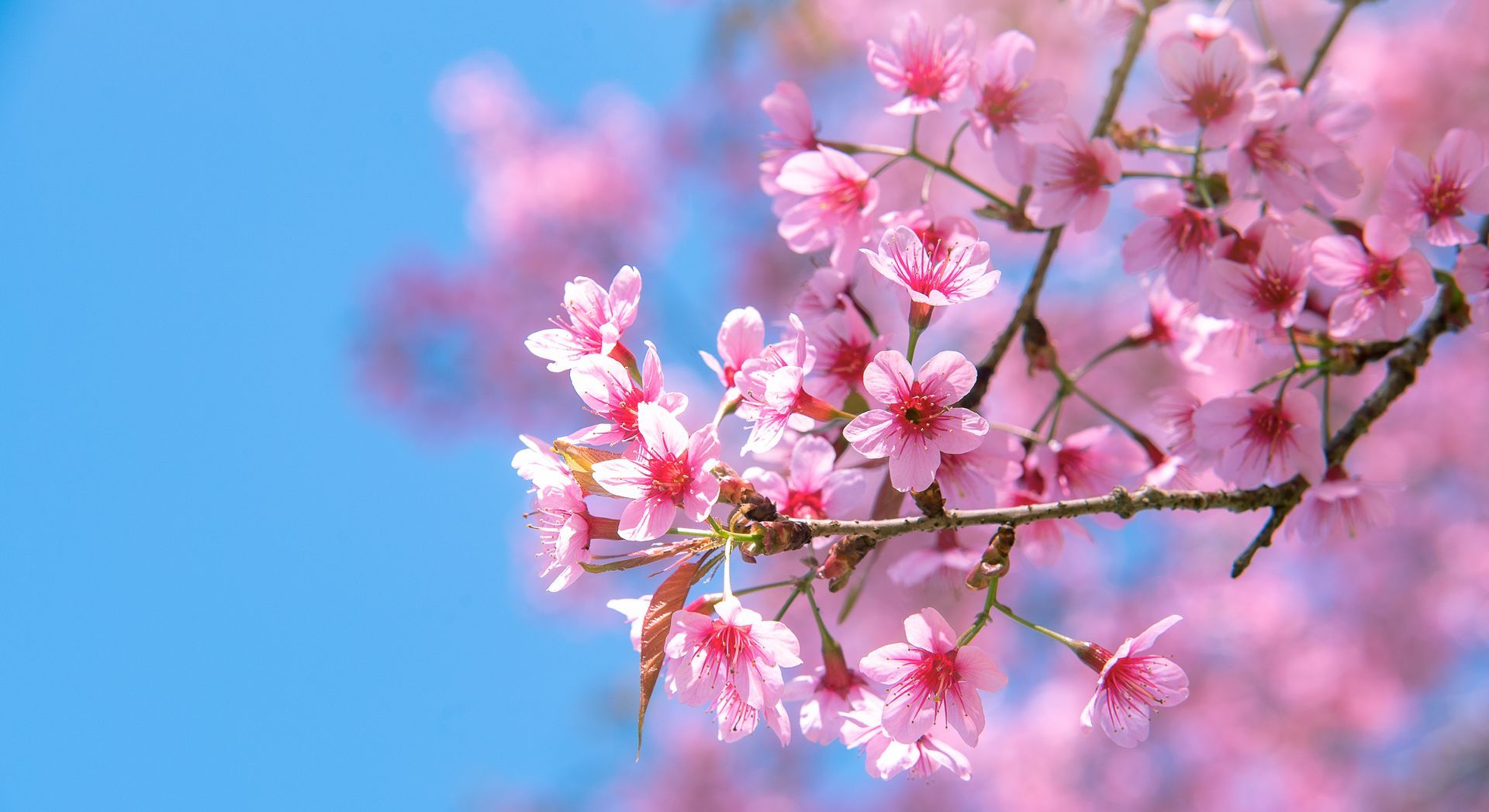 A close up of a cherry blossom tree branch with pink flowers against a blue sky.