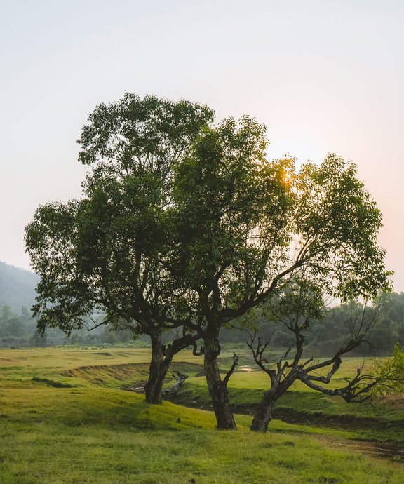 Sunlit tree in a grassy field at dawn, with hills in the background