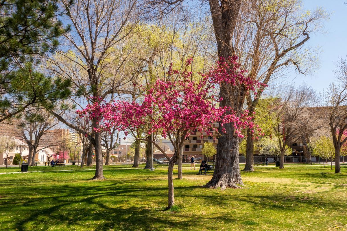 Spring blooms at Robinson Park in downtown Albuquerque for mindful relaxation and wellness.