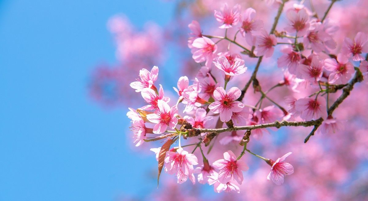 A close up of a cherry blossom tree branch with pink flowers against a blue sky.
