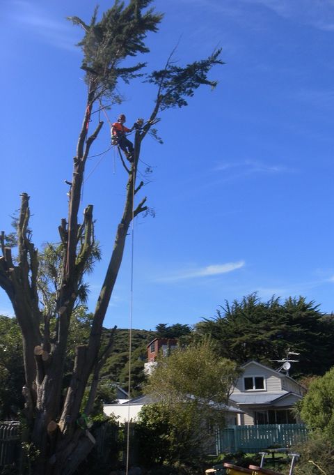 Before and after tree services in Wellington