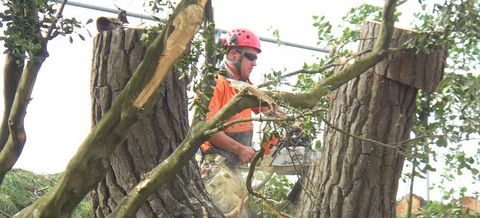 Tree removal in Wellington